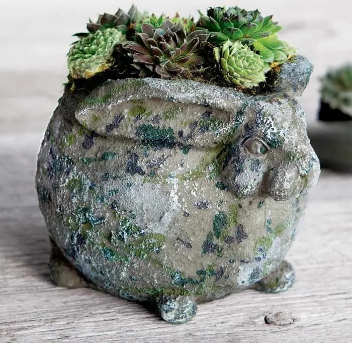 Succulent Bunny