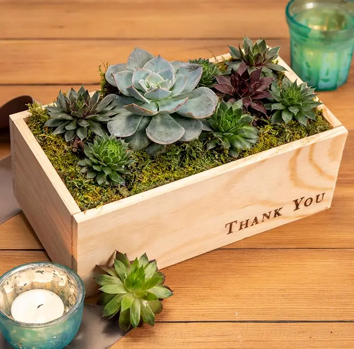 "Thank You" Succulent