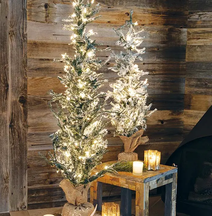 Snowy Lit Evergreens