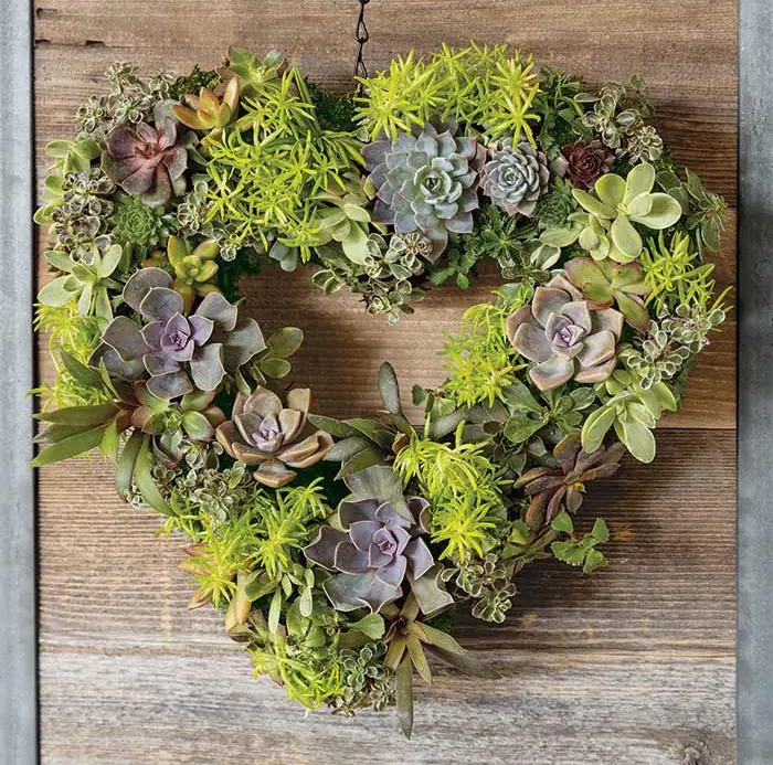 Live Succulent Heart Wreath