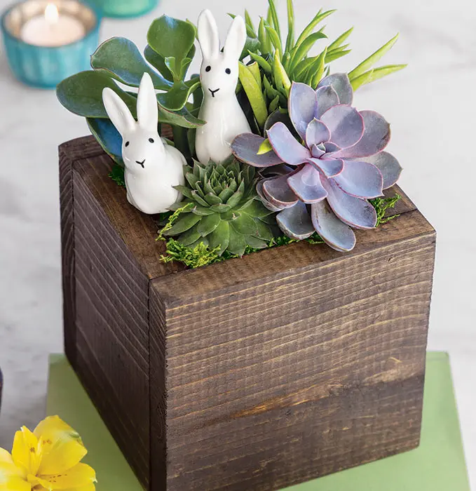 Spring Bunnies Succulent