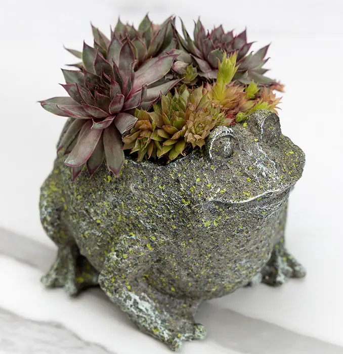 Succulent Frog
