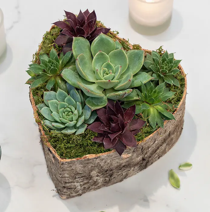 Birch Wrapped Heart Succulent