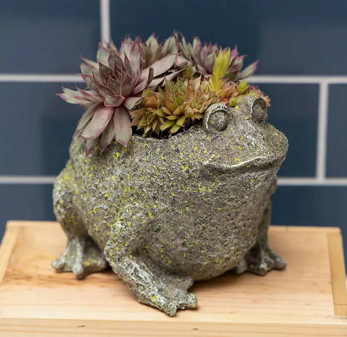 Succulent Frog
