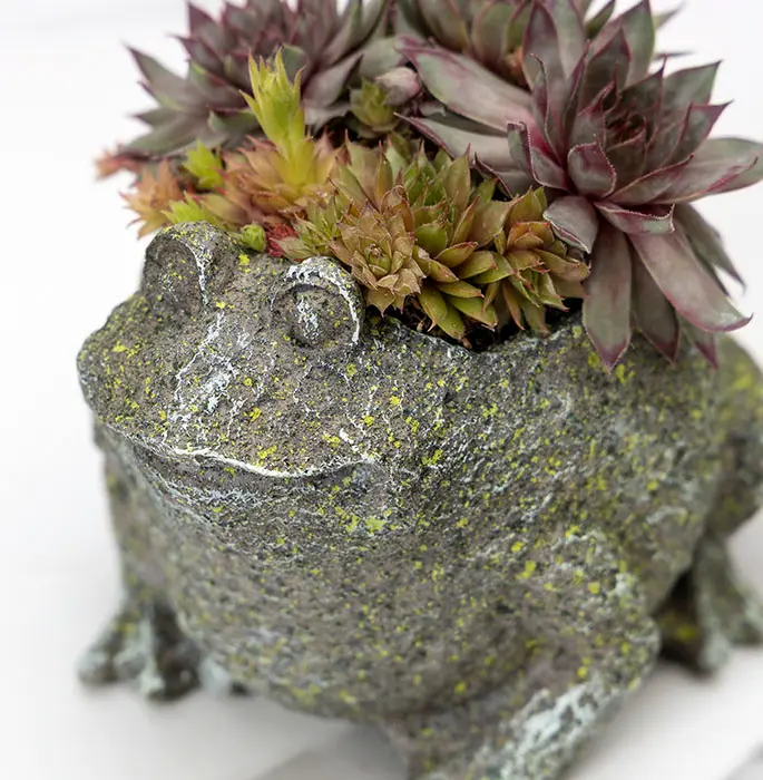 Succulent Frog