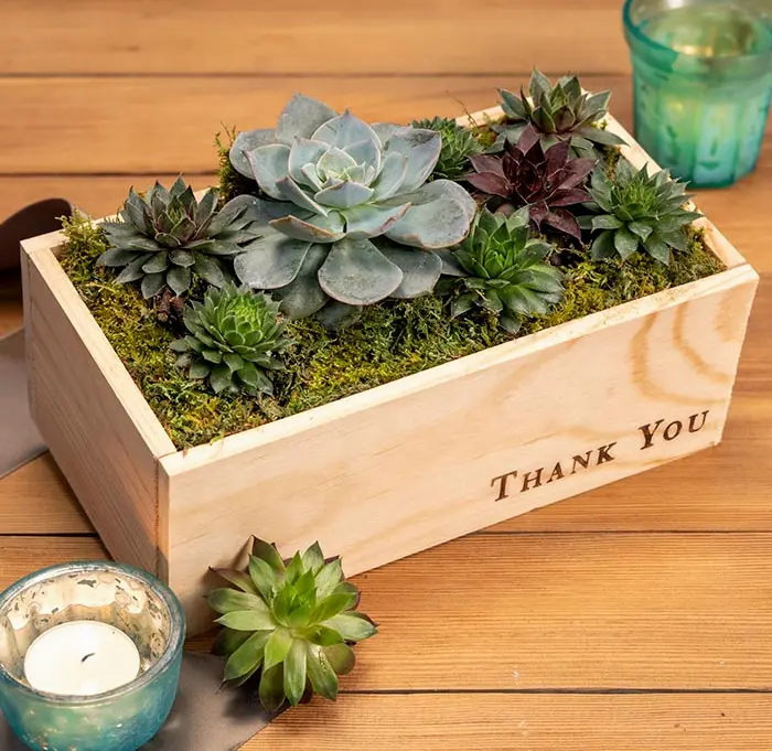 "Thank You" Succulent