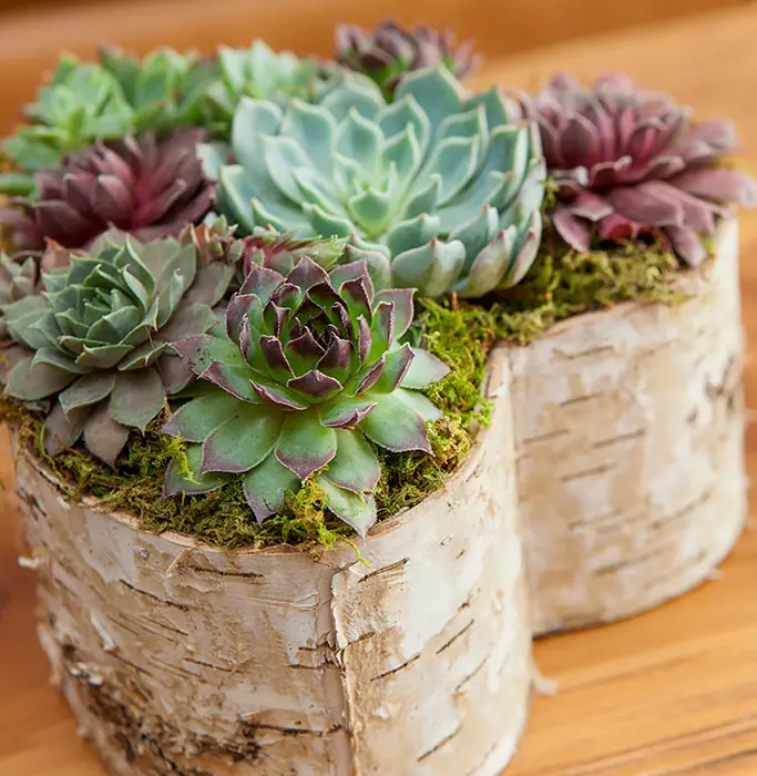 Birch Wrapped Heart Succulent