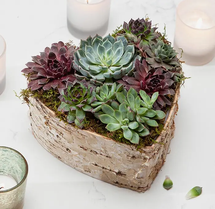 Birch Wrapped Heart Succulent