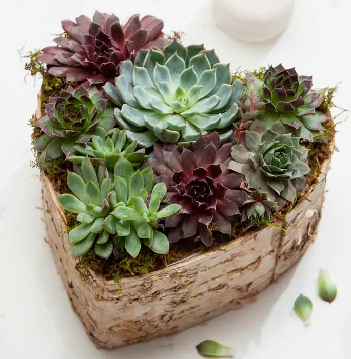 Birch Wrapped Heart Succulent