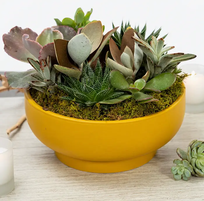 Goldenrod Pedestal Succulent