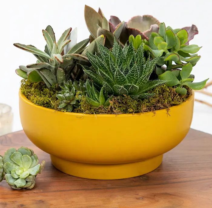 Goldenrod Pedestal Succulent