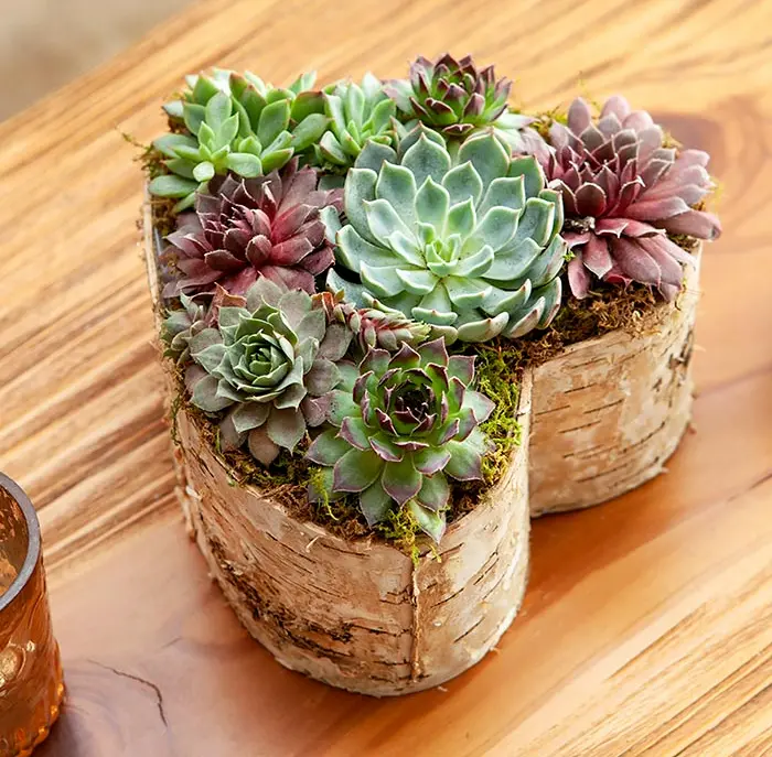 Birch Wrapped Heart Succulent