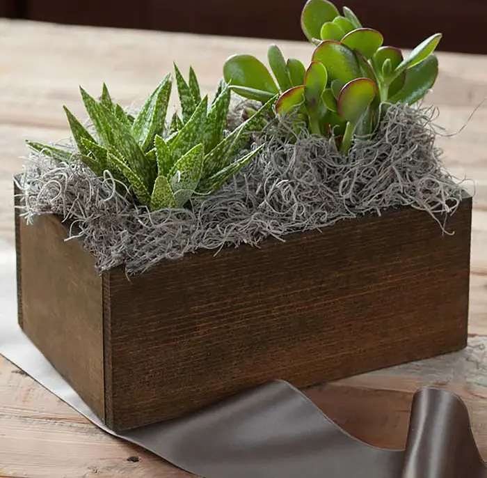 Duet Succulent Trough