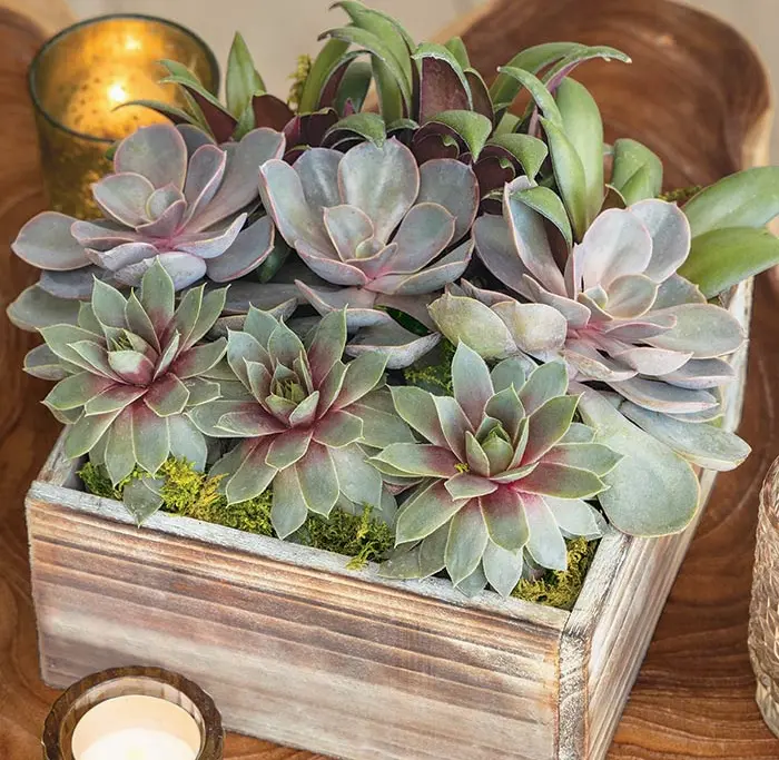 Lush Succulent Garden