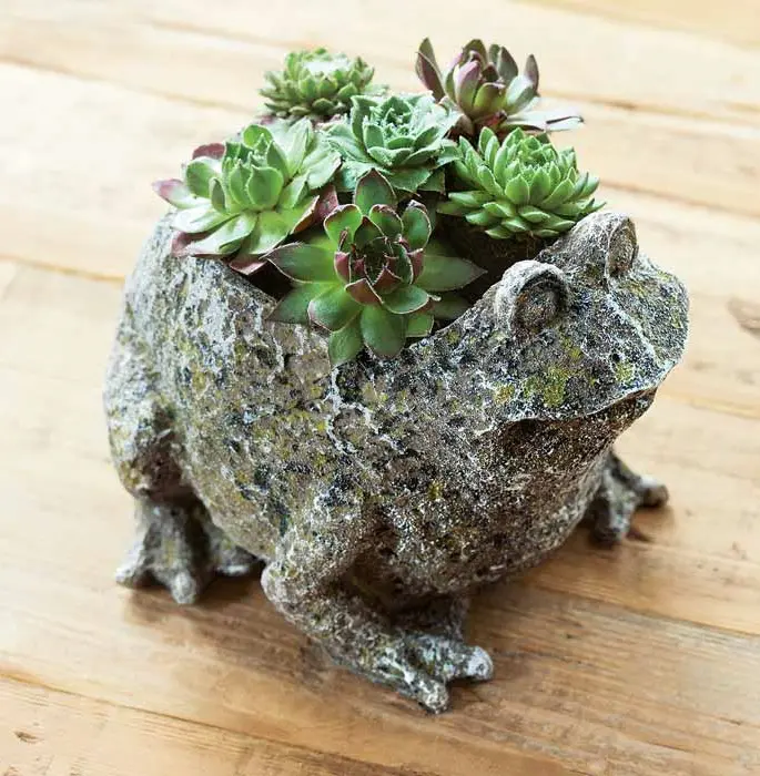 Succulent Frog