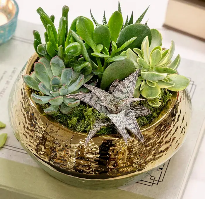 Gilded Succulent Potager