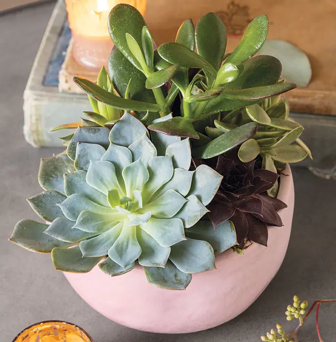 Petal Pink Succulent Planter